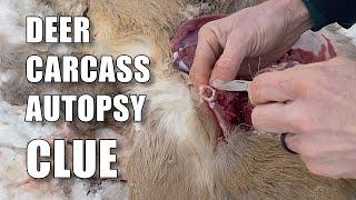 Deer Carcass Autopsy: Why Did This Deer Die?