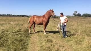 Советский тяжеловоз. Soviet heavy horse.