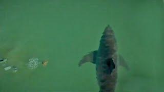 NEW MEGALODON DRONE FOOTAGE - real or fake?