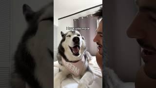 My Talking Husky Loves Me So Much