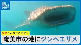 どうしてこんな所に　奄美市名瀬の港にジンベエザメ出現(MBCニューズナウ 2024年12月2放送)