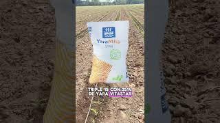 El mejor fertilizante para maiz #maiz #elote #corn #cultivo #cosecha #fertilizer #agricola #agro