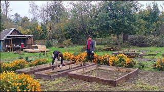 Купили дом с неухоженным участком, а теперь там мои закрытые грядки/ Собираем урожай всей семьей