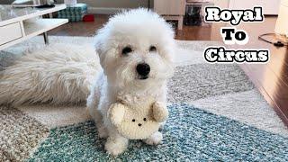 Bichon Frise Breed History and Origins (Unexpected Past )