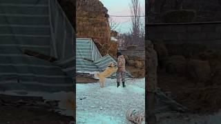 Mountain Hearts: Feeding My Animals in the Winter Chill ️