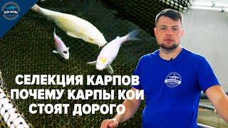 Карпы Кои - породы, расцветки и стоимость