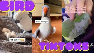 bird tiktoks cause birds are neat