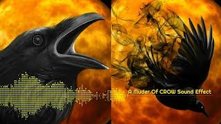 A Muder Of CROW Sound Effect, Crow horror Sound, Crow sound effect scary by NC sound effect