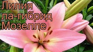 Лилия ла-гибрид Мозелле (lilium)  ла-гибрид лилия Мозелле обзор: как сажать, луковицы лилии Мозелле