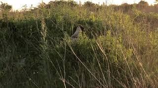 Marra Epagneul Breton training in Romania on wild pheasant