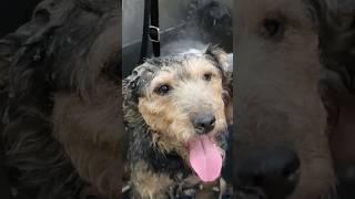 The Jagdterrier enjoys the bath in the grooming salon! #jagdterrier #germanhuntingterrier #dog #pet