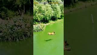 The smart dog saved the drowning person#animals #rescue #dog #animalrescue