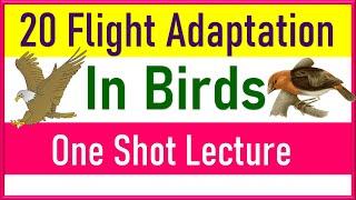 Flight Adaptation in Birds | 20 Flight Adaptation in Birds to Learn