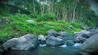 Healing Sounds of Nature: Forest Birds, Running Water, and Serene Ambience for Meditation.ASMR