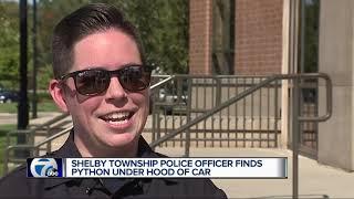 Shelby Township police officer finds python under hood of car