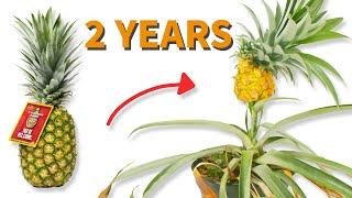 Grow Pineapples From The Store Fast and Easy