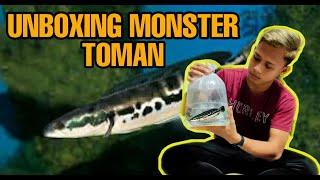 UNBOXING IKAN MONSTER TOMAN || pengen pelihara yang ganas ganas