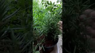 Rosemary#plantsngardens #shortsvideo