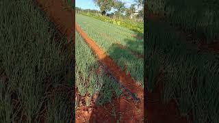 linda plantação de cebolinha #cebolinha#sítio#vidanaroça#hortaliças#chacara#agro#rafaela Costa