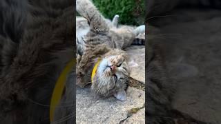 Почему котики катаются при виде хозяина? #catlover #cat #барсик