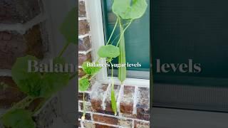 #ridgegourd #growing#harvest#homegrown#organic c#healthy#gardening#usafarming