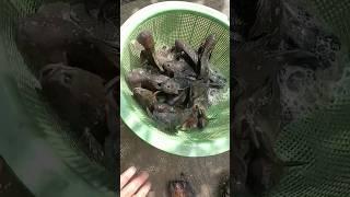 kau macho #beautiful #viral #fish #vlog #kau