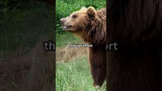 A bear who fought in World War II was promoted to the rank of corporal #shorts #facts #history