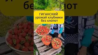 Клубника ВЕДРАМИ? Теперь это просто!  #дача #огород #клубника