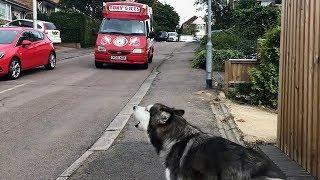 Alaskan Malamute waits for ice cream truck every single day