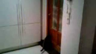 Cat opening door