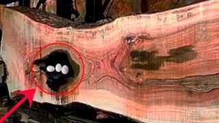 surprising discovery in hollowed out wood at sawmill