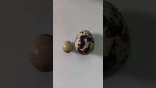 Quail's Smallest Egg!