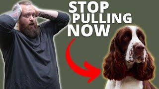 HOW TO STOP SPANIEL FROM PULLING