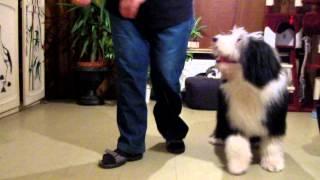 Freestyle / Dogdance // Bearded Collie // Mambo No 5