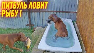 Питбуль ловит живую Рыбу !!! Как поживает подобрыш Котенок ?? Волки разорвали Рыбу. Поливка газона.