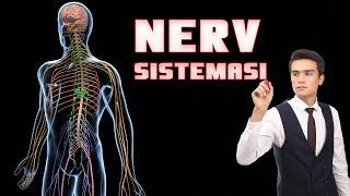 Nerv sistemasi anatomiya va fiziologiyasi