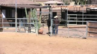 Horse Handling Tip #2: Turn-Out