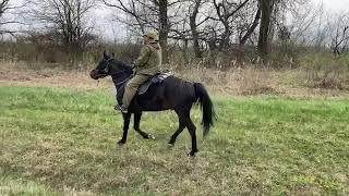 Кошехабль. Хазрет Туов верхом на своем кабардинском жеребце.