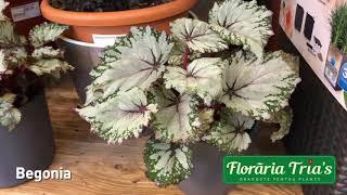 Floraria Trias - Begonia rex