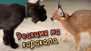 РЕАКЦИЯ КАРАКАЛА НА КОТОВ