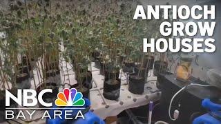 City of Antioch one of the largest concentrations of illegal marijuana grow houses in CA