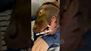 Does your dog nibble?! #browndog #chocolatelab #dogmom  #nibble