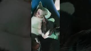 Sleeping beauties #kitty #cat #kitten #catlover #funnykittens #crazykitty #shortsvideo