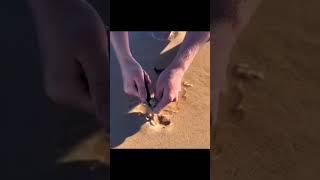 Beach worm eating fish