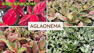 Aglaonema BAGSAK PRESYO @ Golden Bloom Orchids