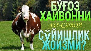 435-Савол: Бўғоз хайвонни сўйишлик жоизми? (Шайх Абдуллоҳ Зуфар Ҳафизаҳуллоҳ)