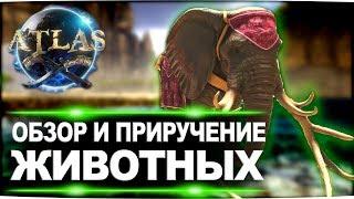 Все о приручении и краткий обзор всех животных в игре Atlas (Атлас)