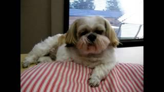 A Fun Video of PSPINC Employees and Dogs