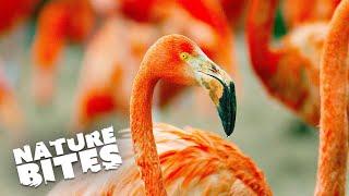 The Fascinating Social Life of Flamingos - Unveiling Their Curious Habits and Rituals | Nature Bites