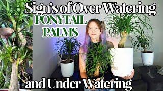  SIGNS OF OVER & UNDER WATERING A PONYTAIL PALM!